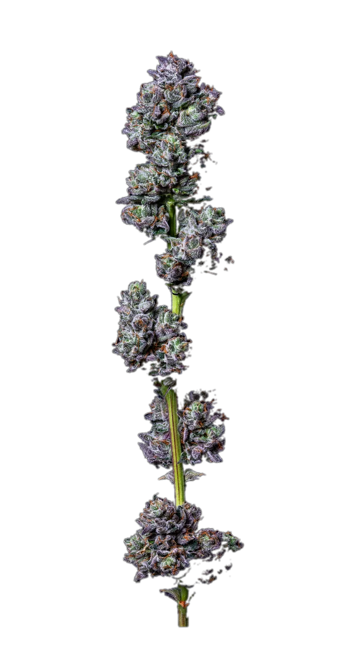 91 Octane — Hybrid