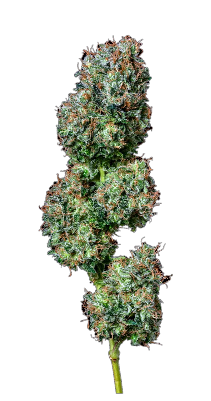 Acapulco Gold — Landrace