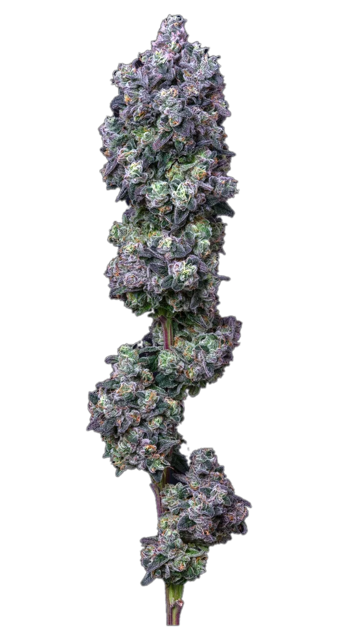 Apple Mintz — Hybrid