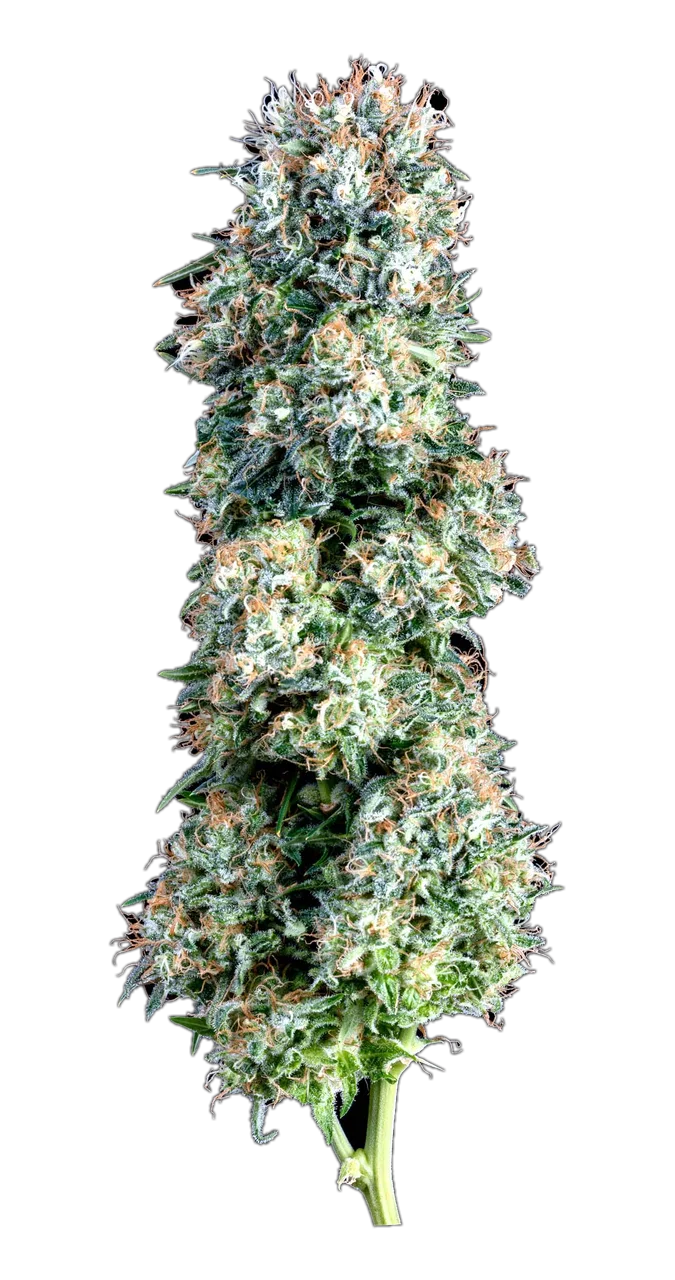Aussie Blues — Hybrid