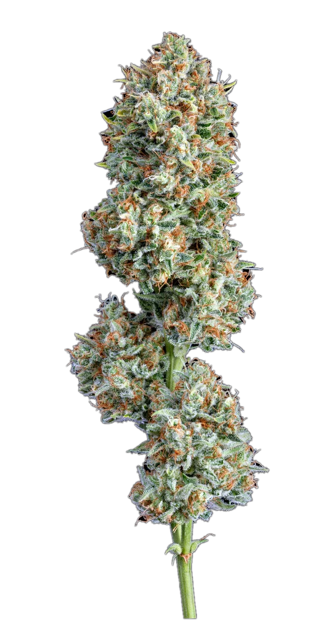 Big Chillz — Hybrid