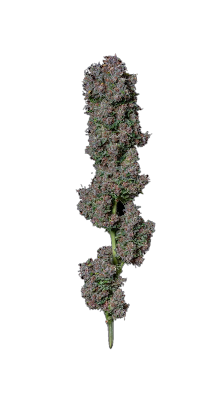 Blue Dream — Hybrid