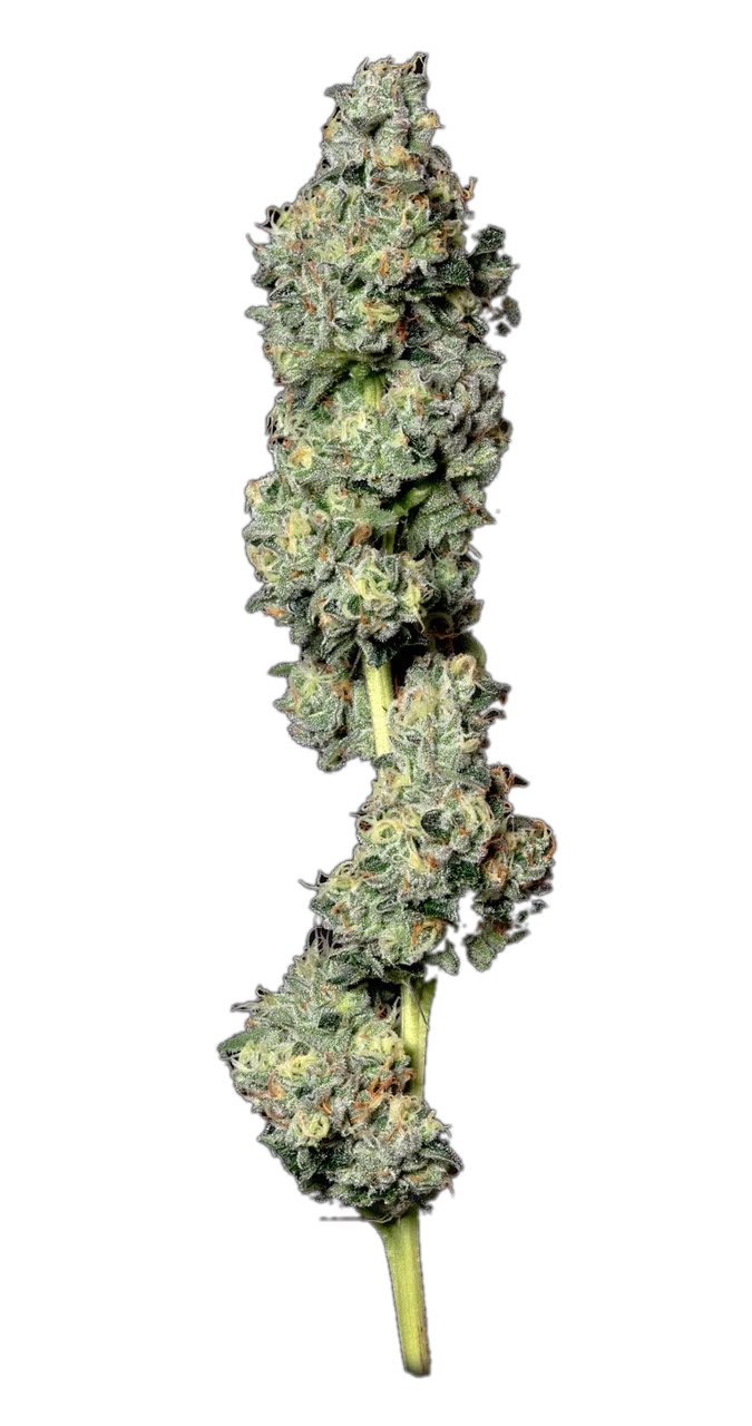 Bruce Banner — Hybrid
