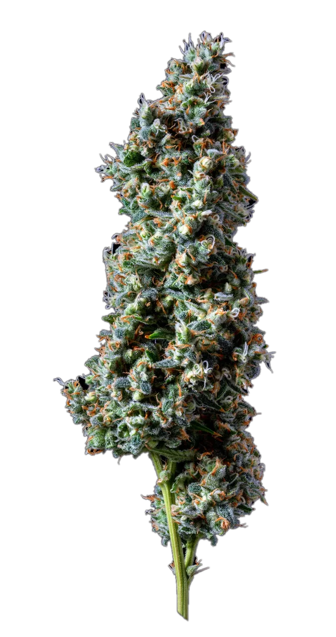 Captain's Stash — Hybrid