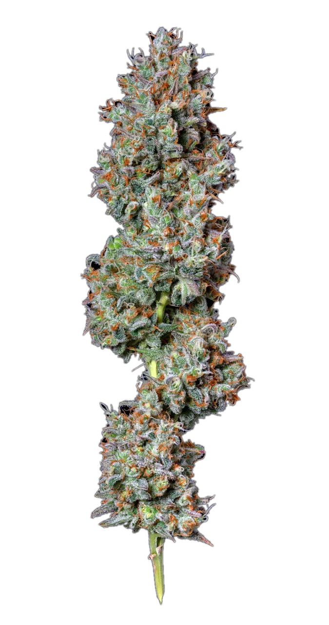 Cataract Kush — Hybrid