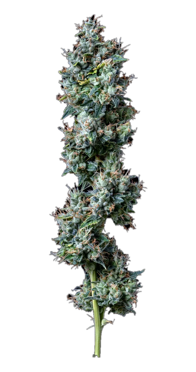 Catpiss — Hybrid