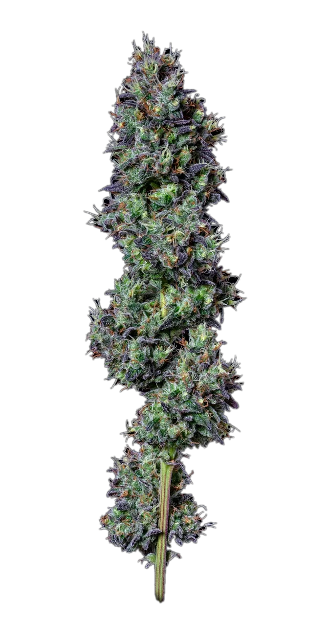 Chem Glue — Hybrid