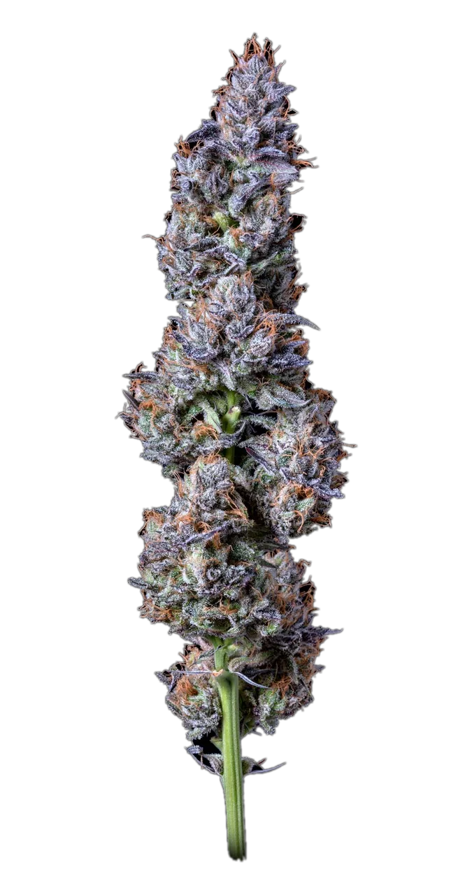 Cherry Alien — Hybrid