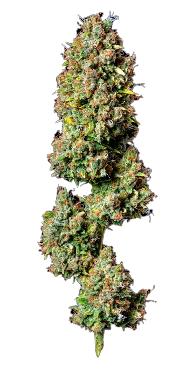 Cherry Diesel — Hybrid