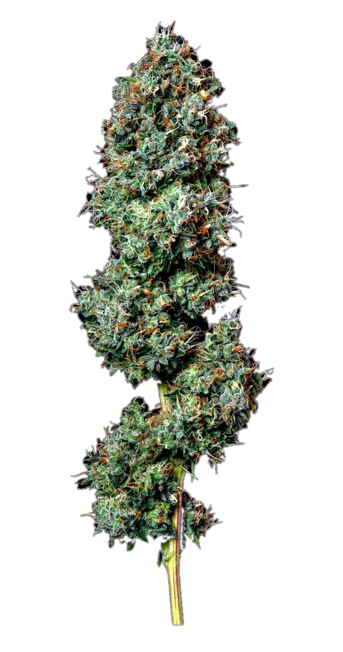 Chocolope Kush — Hybrid