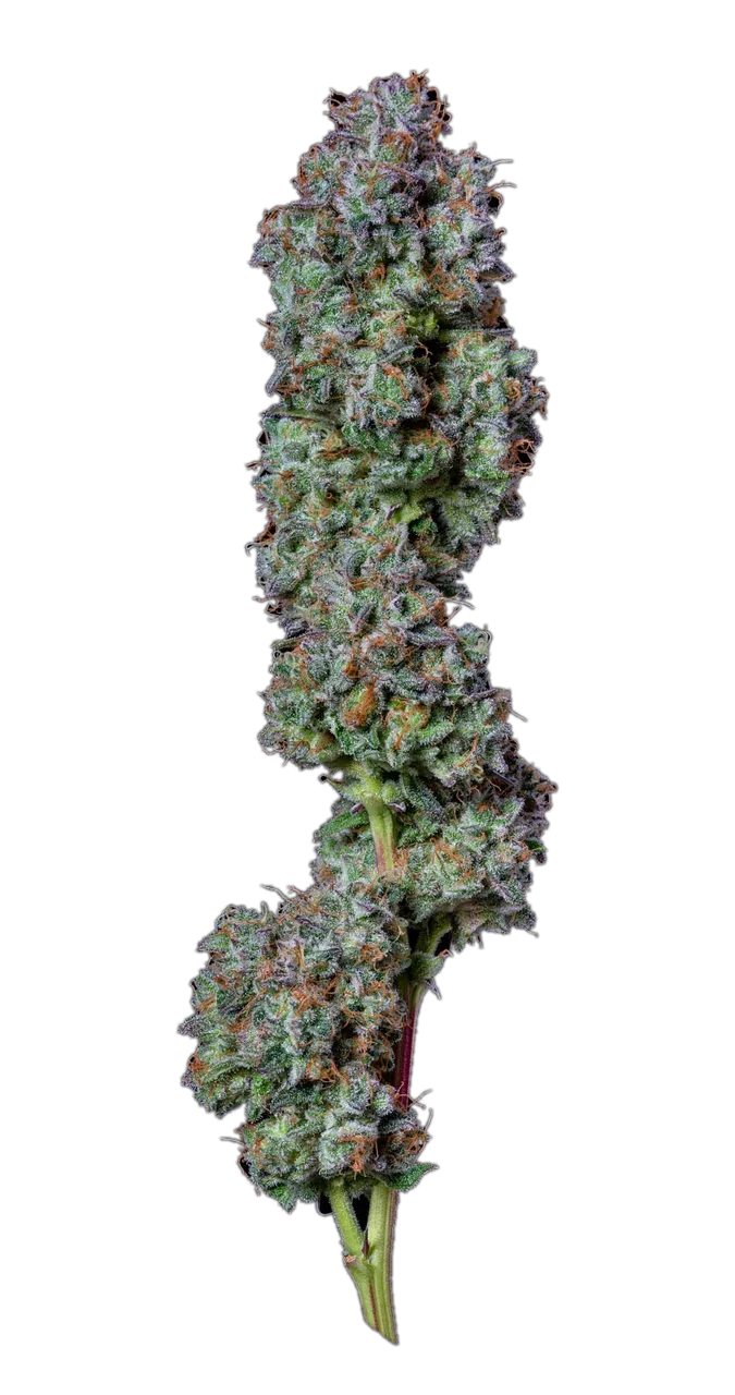 Fog Jam — Hybrid