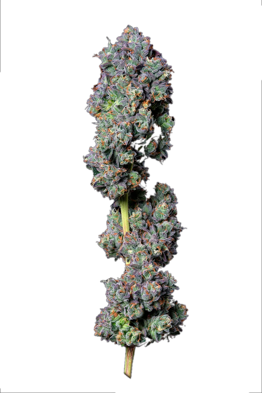 Fuel Biscuits — Hybrid