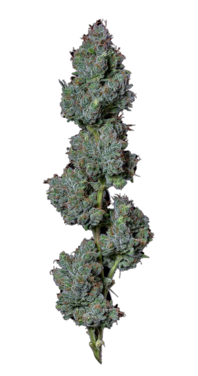 Goji OG — Hybrid