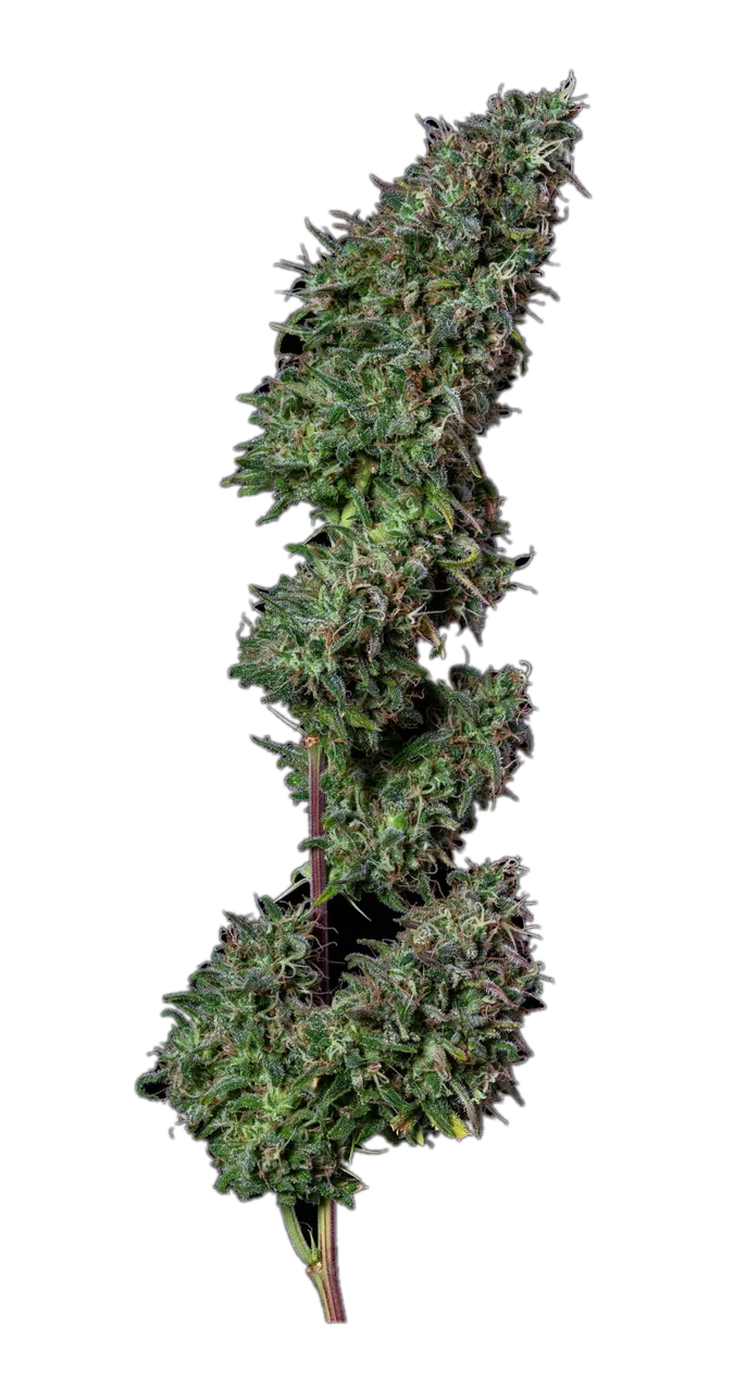 Gooche — Hybrid