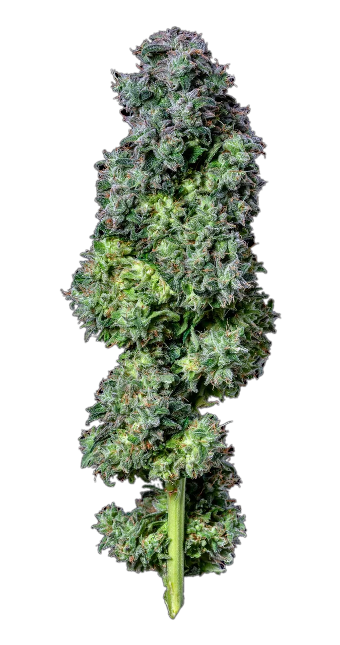 Grape Breath — Hybrid