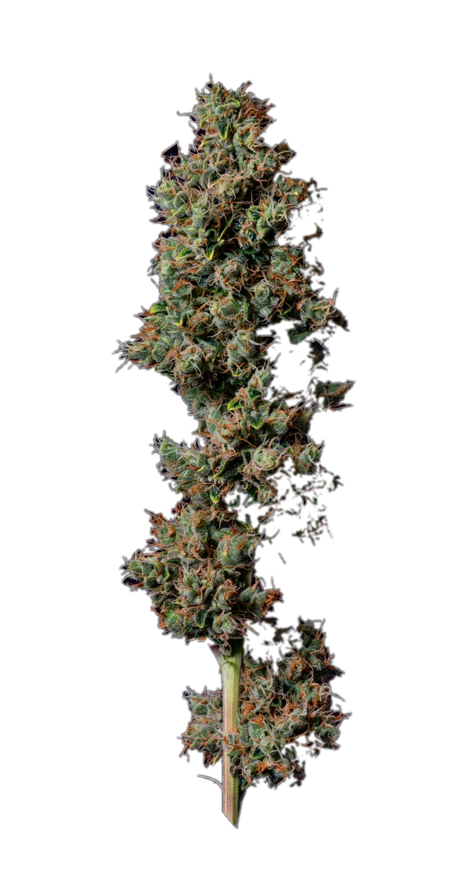Headband — Hybrid
