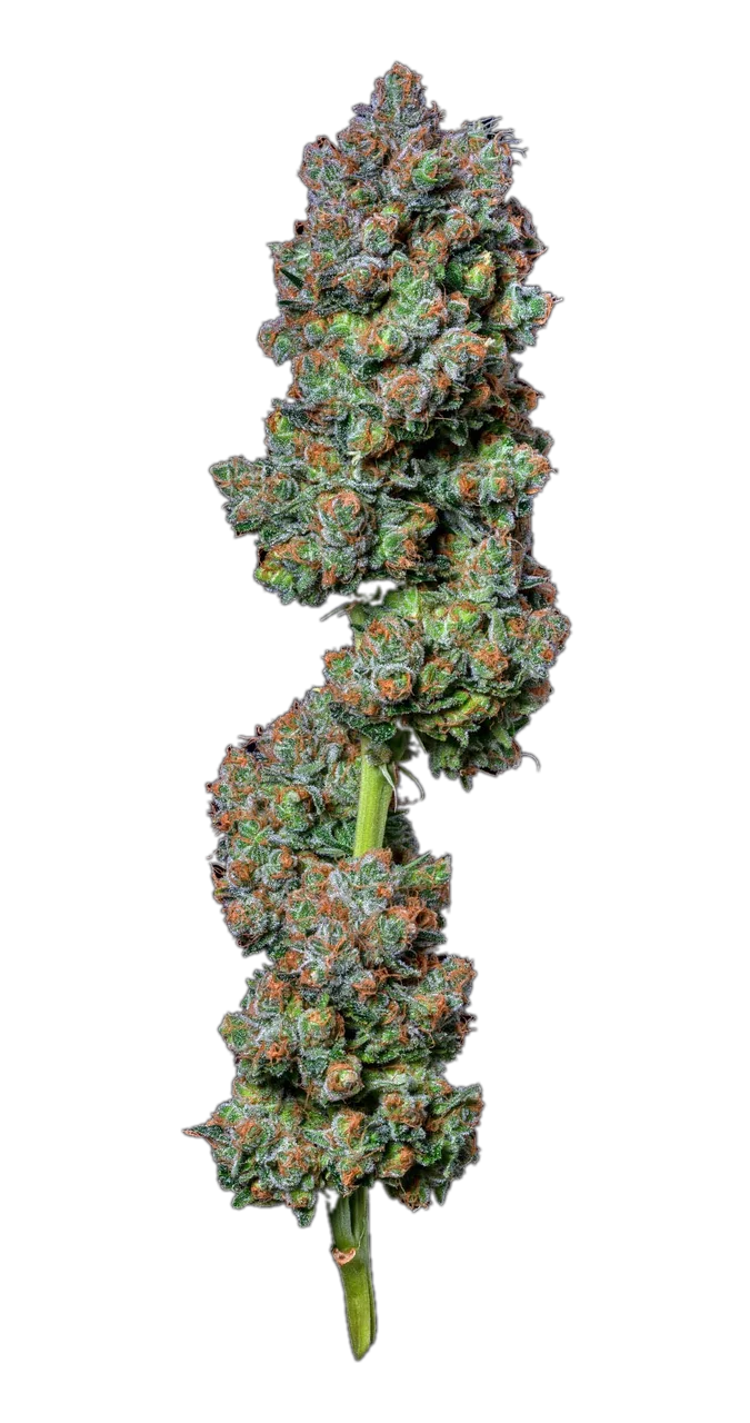 Huckleberry — Hybrid