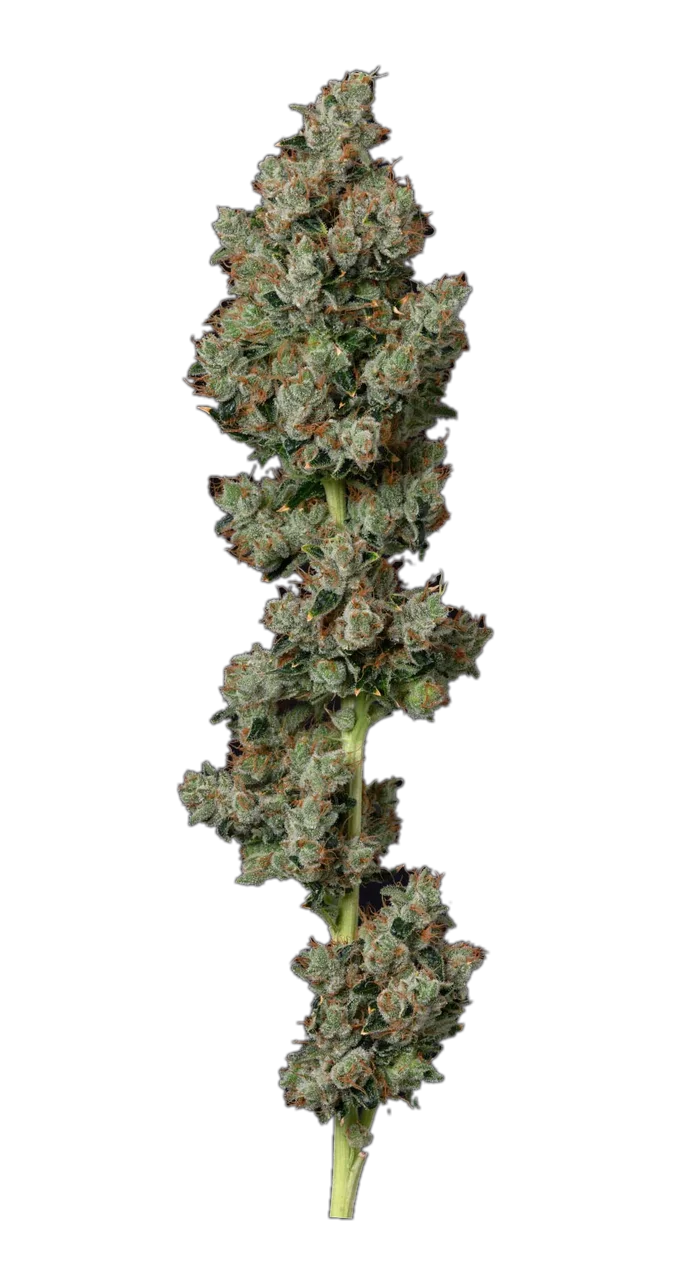 Kosher Kush — Hybrid