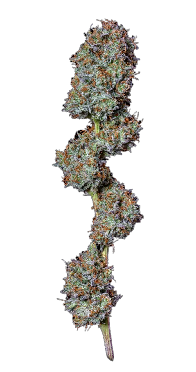 LA Chocolat — Hybrid