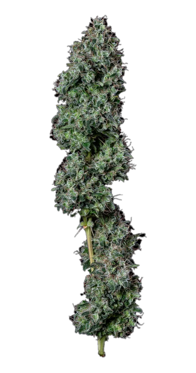 Lemon Skunk — Hybrid
