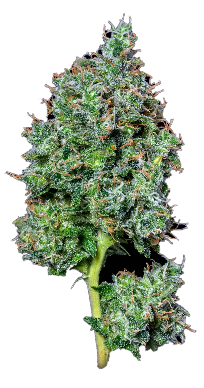 Maui Magilla Glue — Hybrid