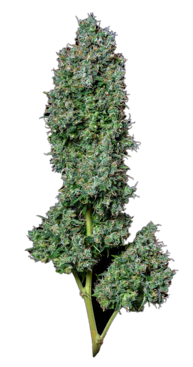 Maui Waui — Hybrid