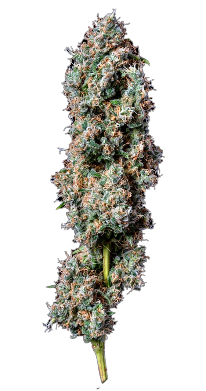 OG Kush — Hybrid