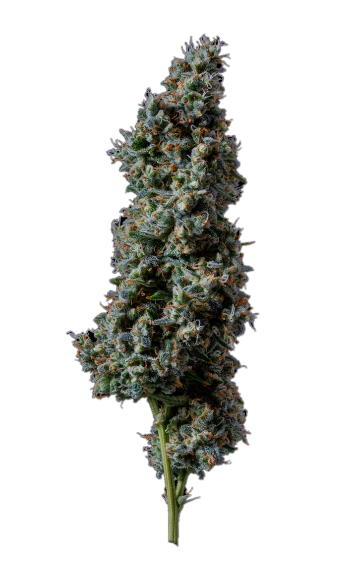 Painkiller XL — Hybrid