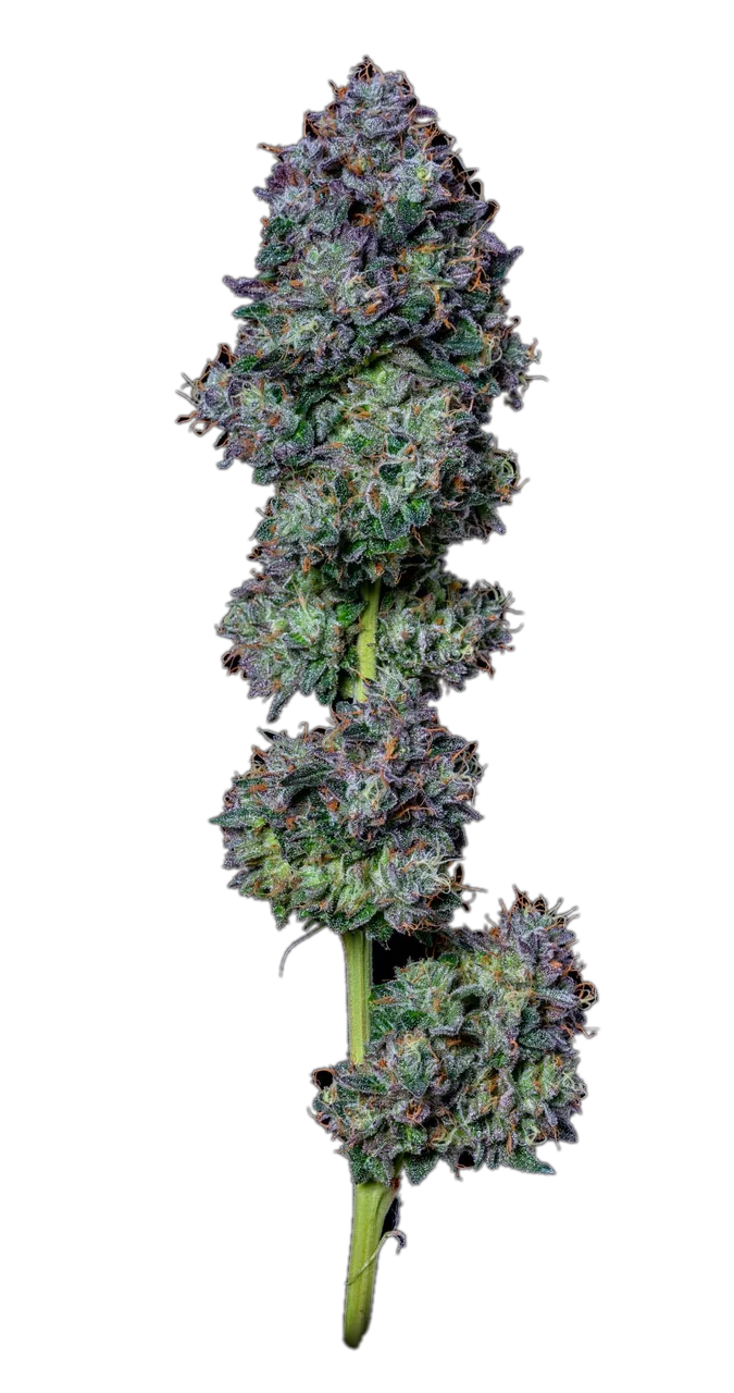 Panama Red — Hybrid