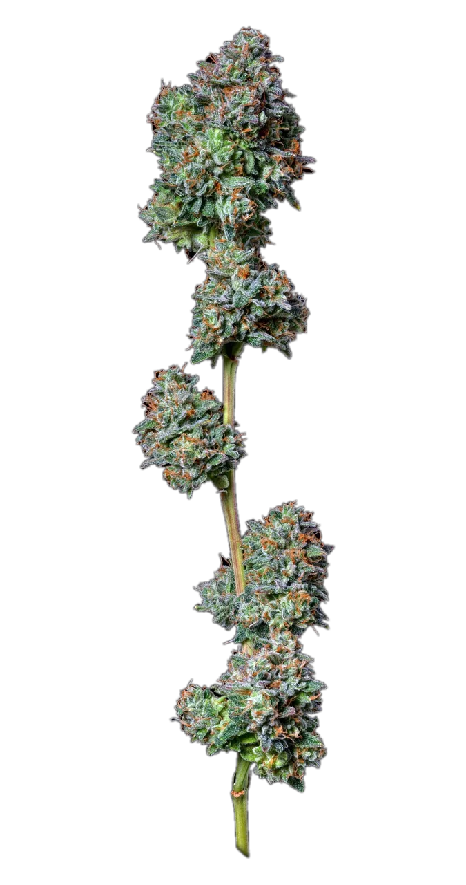 Petro Chem — Hybrid