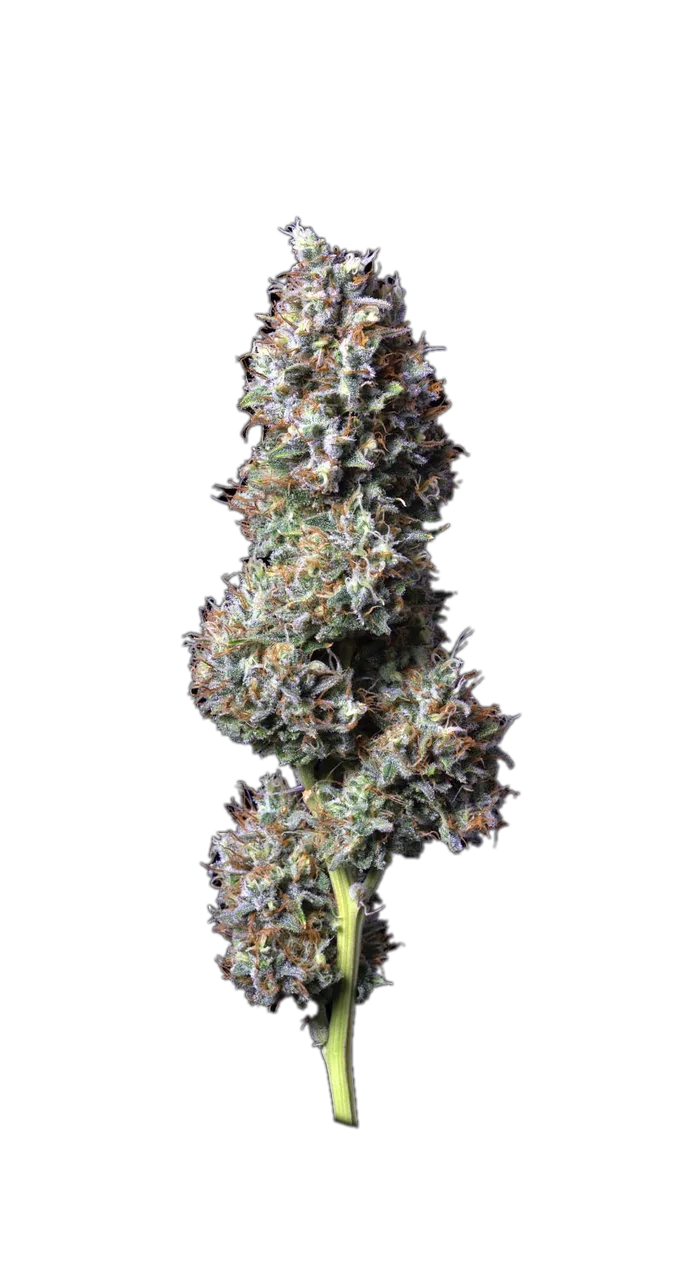 Pineapple — Hybrid