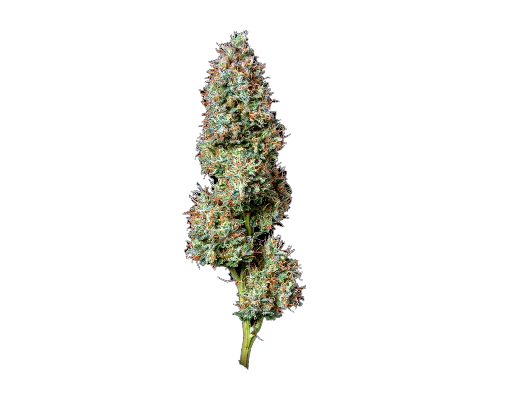 Pineapple Skunk — Hybrid