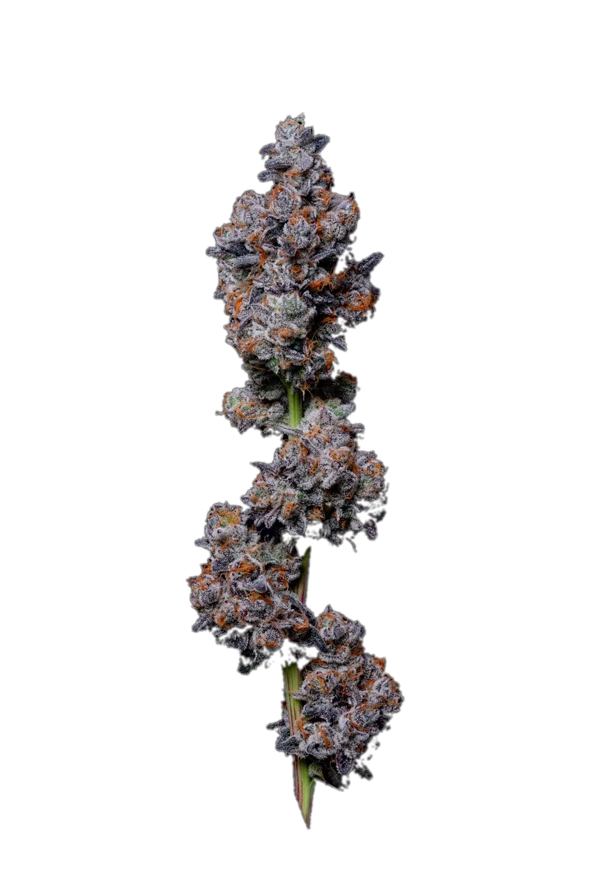 Pink Runtz — Hybrid