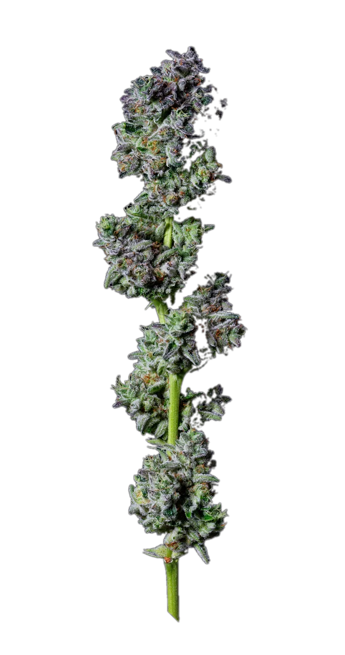 Platinum TK — Hybrid
