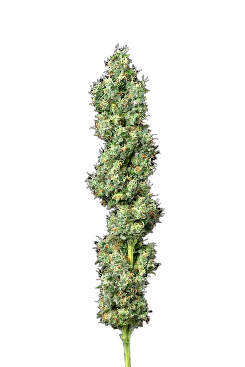 Snack-Pak — Hybrid