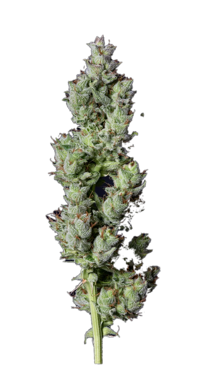 Strawberry Banana — Indica