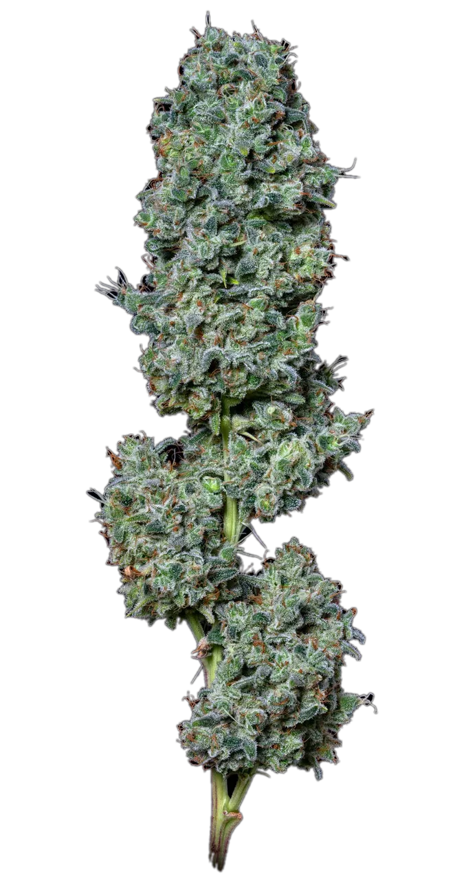 Super Glue — Hybrid