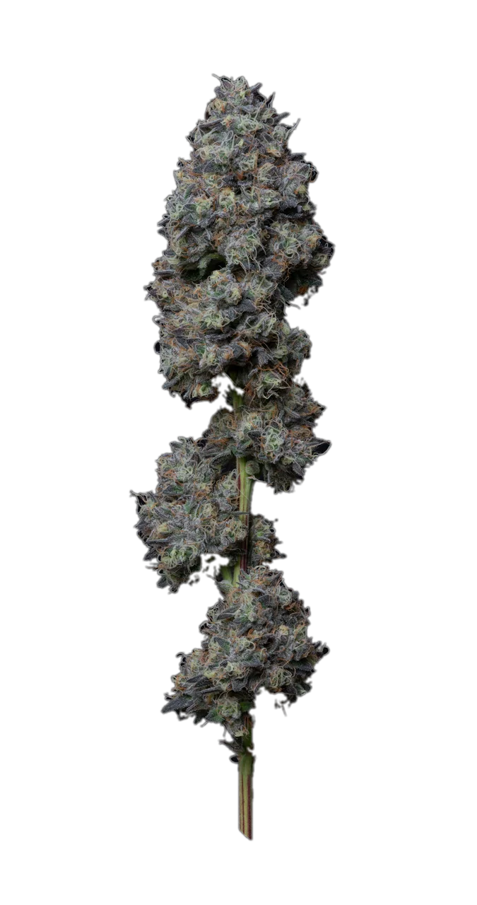 The Soap — Hybrid