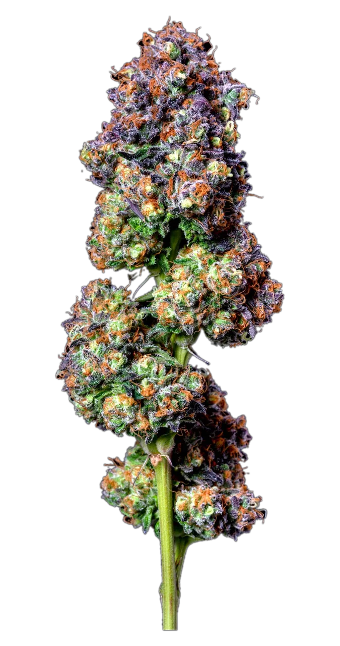 Zkittlez Cake flower